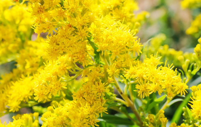 Zlatobyľ (Solidago virgaurea) Zlatobyľ (Solidago virgaurea)
